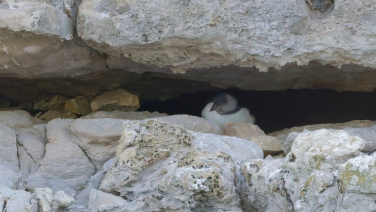 Fledgling puffin peeking out of a rock crevice.